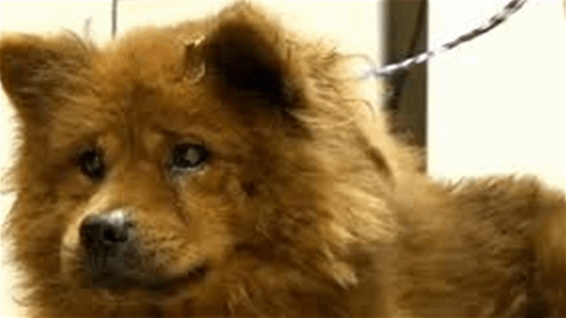 Donations Pour In For Dog Who Suffered Burns While Saving Family From Fire