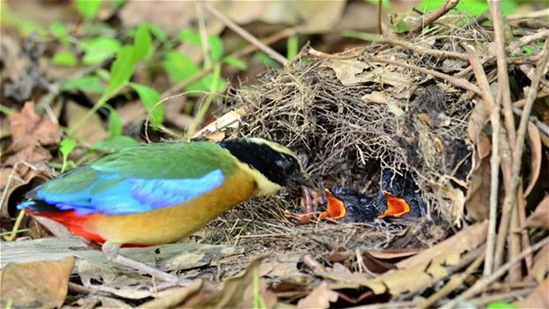 Beautiful Photos Of Baby Chicks In Nests To Brighten Up Your Day! 