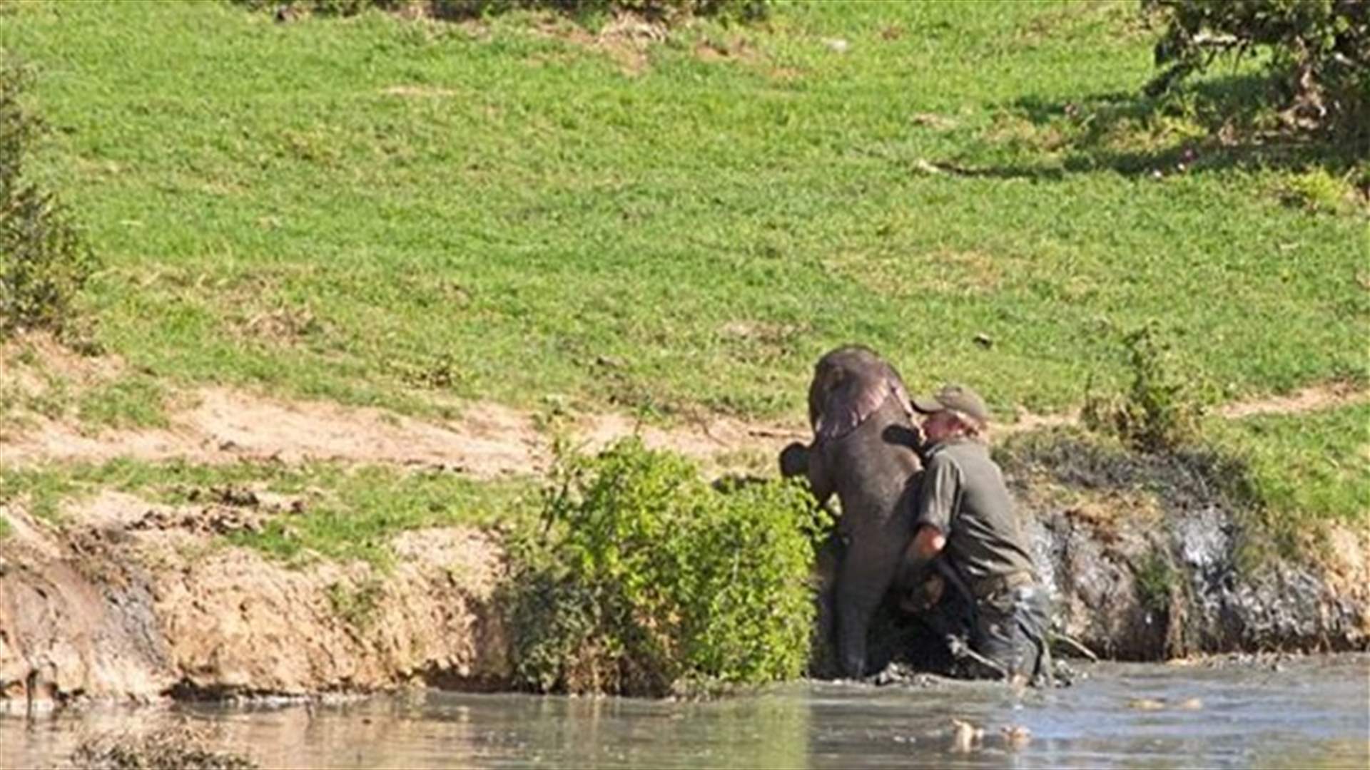 Park Rangers Risk Their Lives To Rescue Drowning Baby Elephant