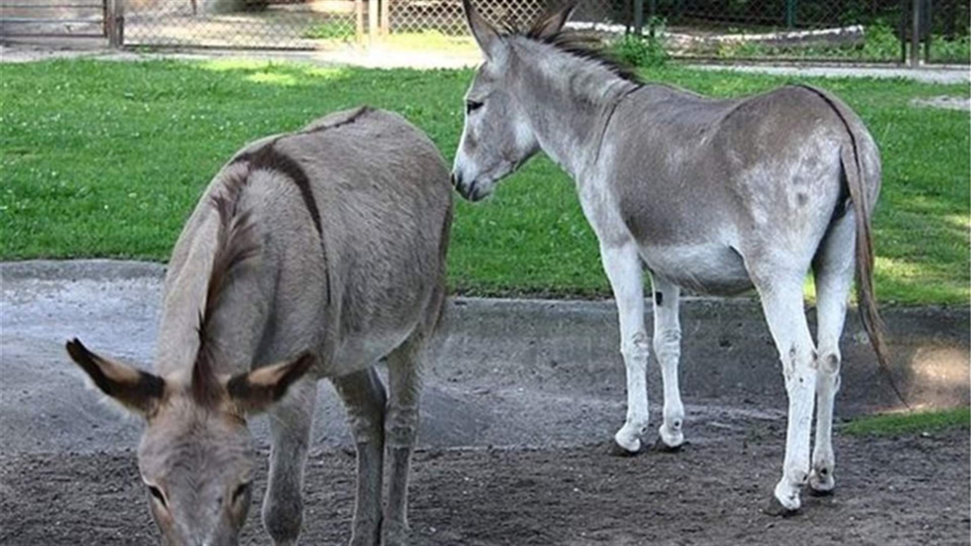 Donkey Couple Separated For Frequent Lovemaking Reunited! 