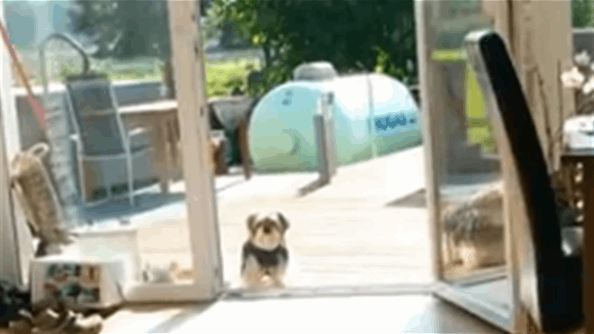 Dog Refuses To Come Inside Until Owners Open Invisible Door