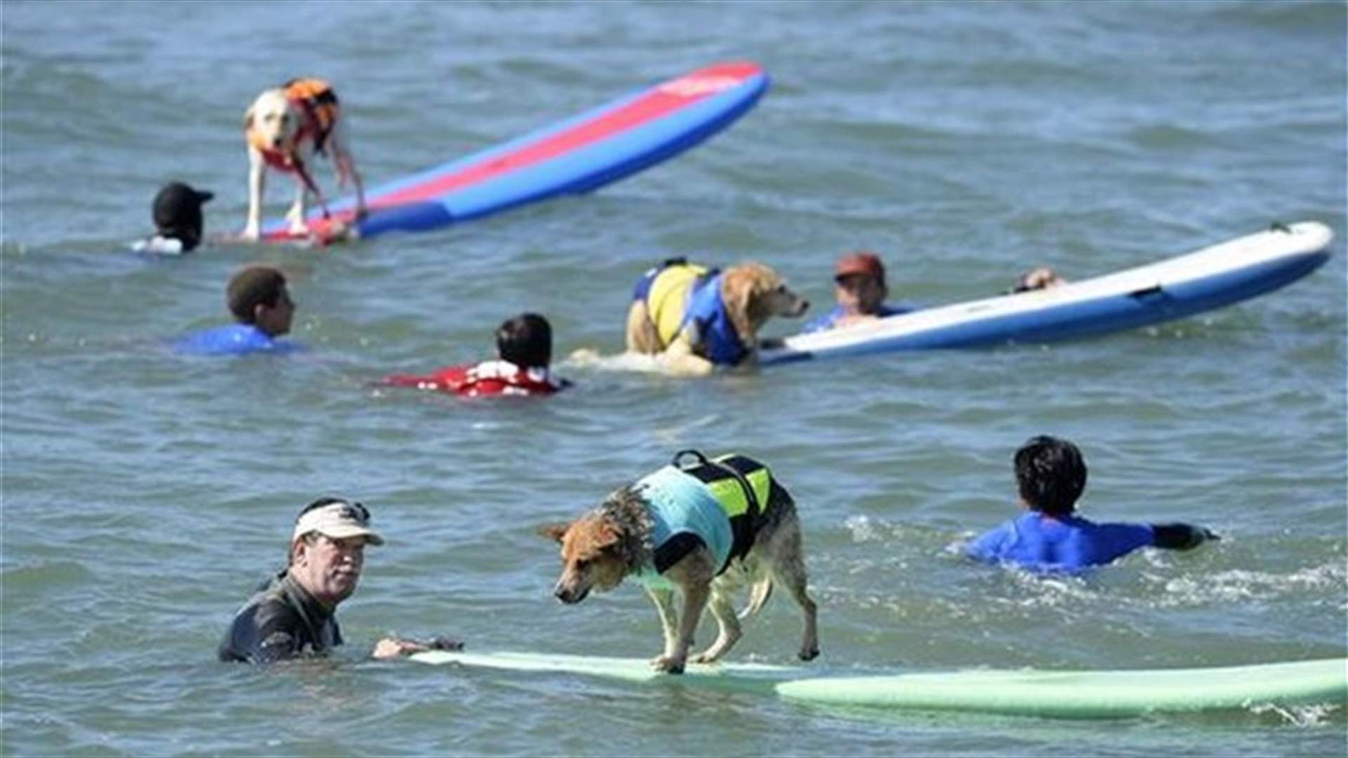 Have You Ever Seen A Dog Surf? Well, Here's Your Chance! 