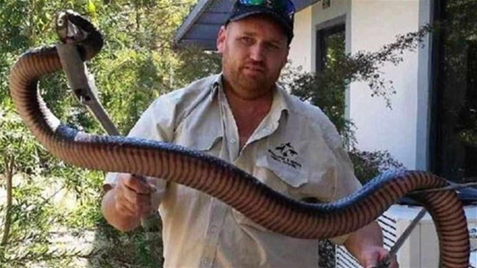 Snake Catcher Captures Fattest Snake He Has Ever Seen!
