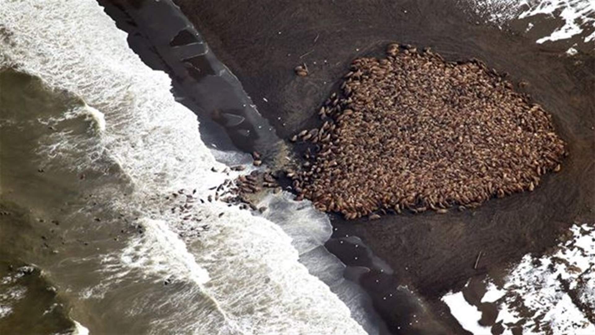 Lack Of Ice Forces Some 35,000 Walruses To Alaska Shore