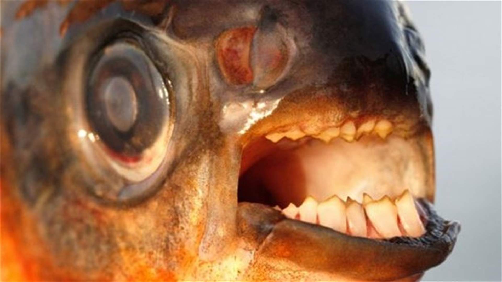 Men Warned Against Skinny Dipping As Frightening Fish May Bite Off Their Precious Belongings! 