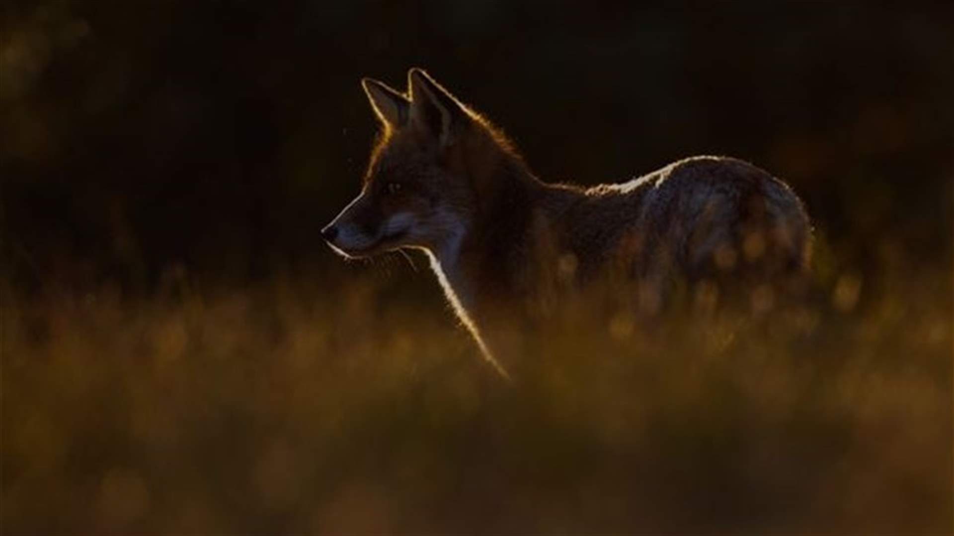 10 Startling Facts About The Earth's Disappearing Wildlife