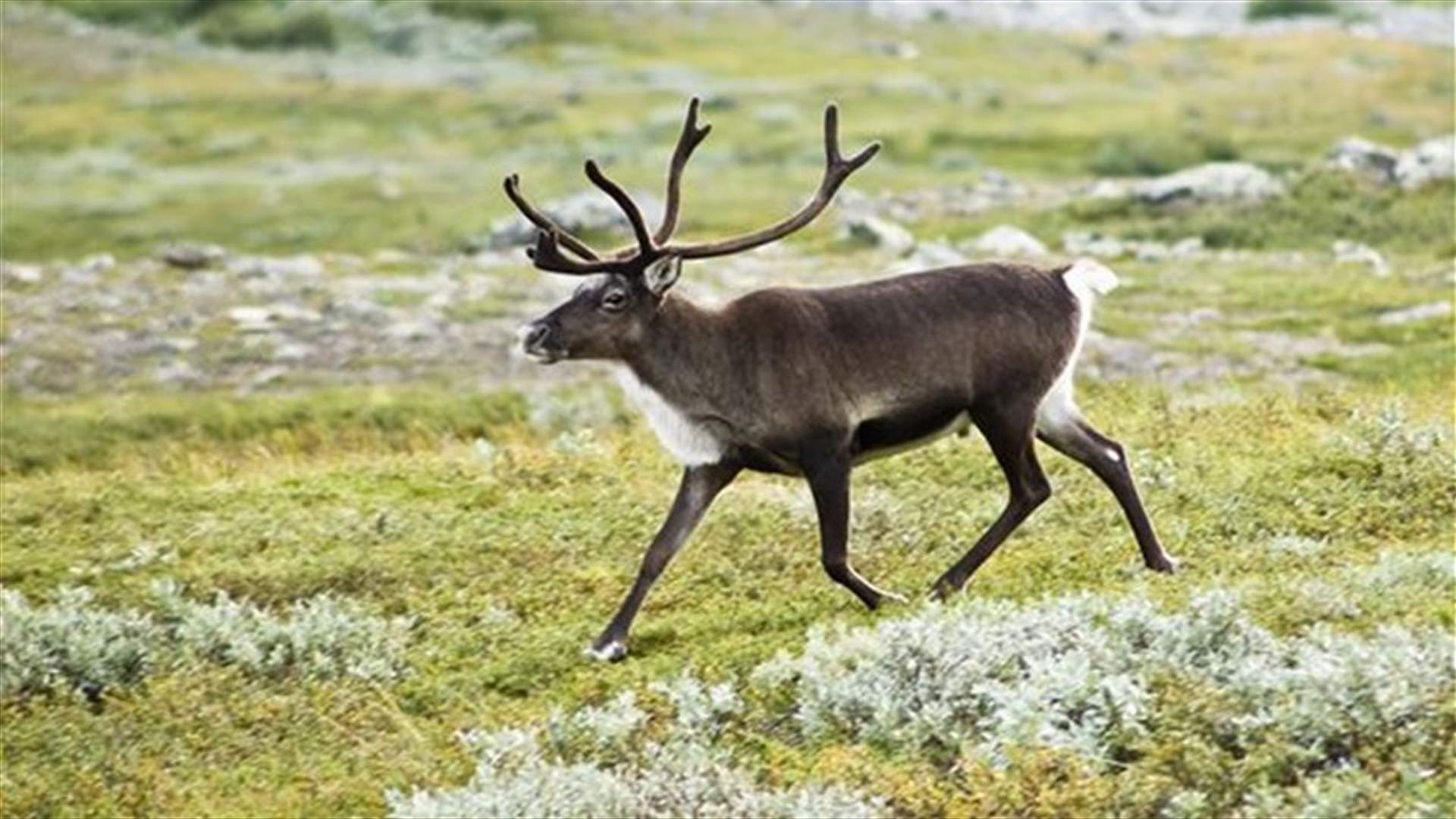 List Of Animal Facts That Will Surprise You!