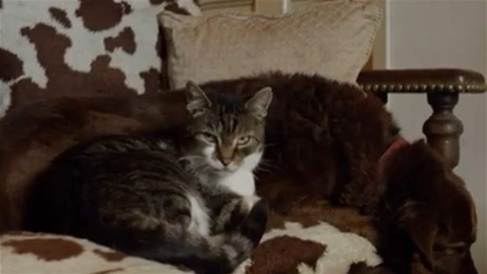 Compassionate Cat Leads Blind Dog In An Amazing Show Of Friendship 