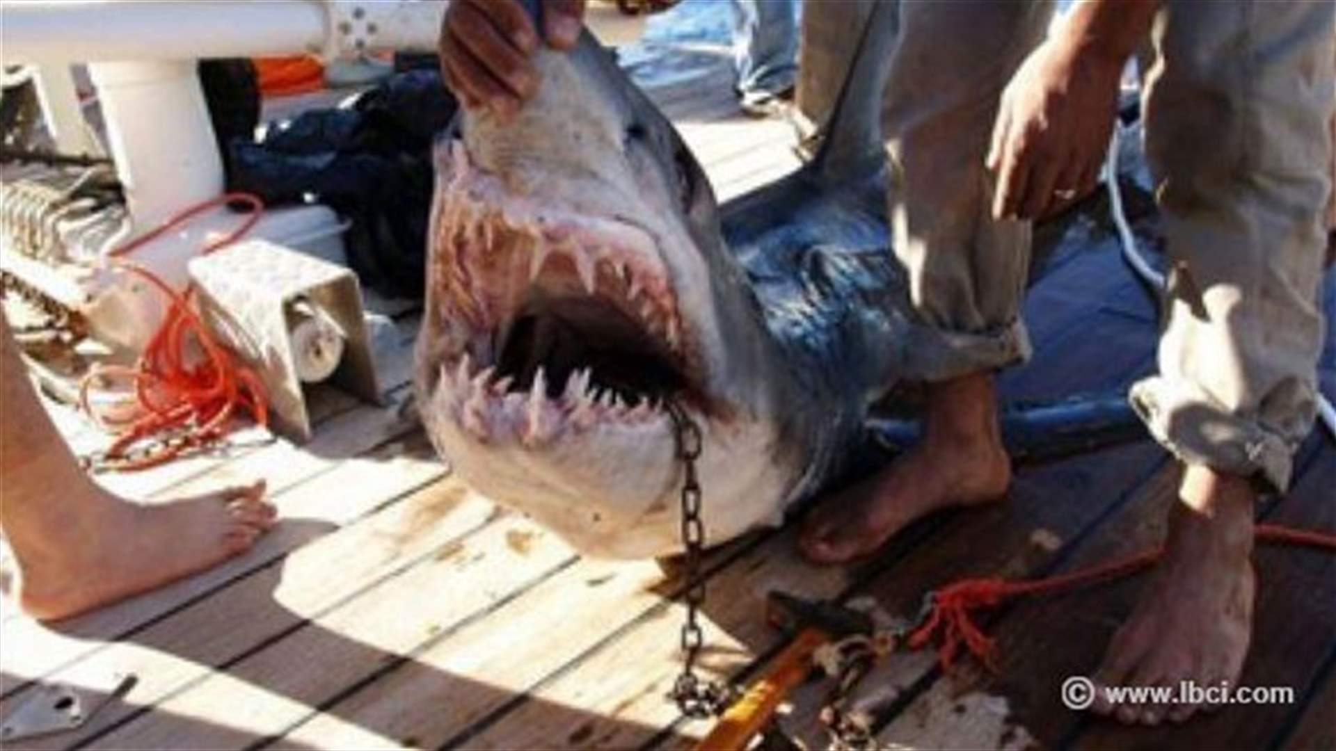 California surfer injured in shark attack, beaches closed