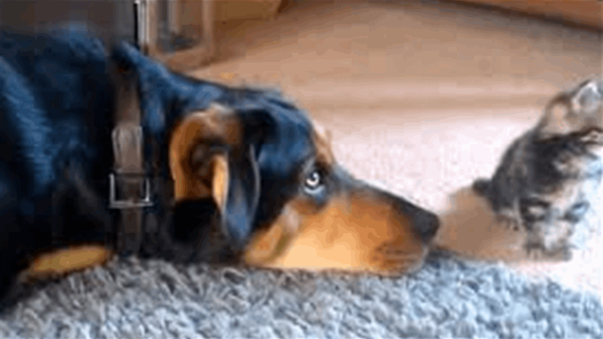 Tiny Kitten Snubs Huge Dog Who Only Wants To Play!
