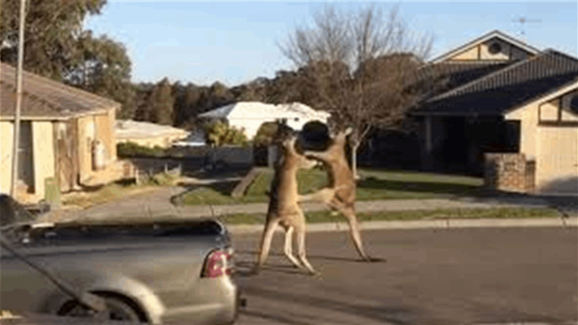 [VIDEO] Nothing To See Here, Just Two Kangaroos Kickboxing On A Residential Street!