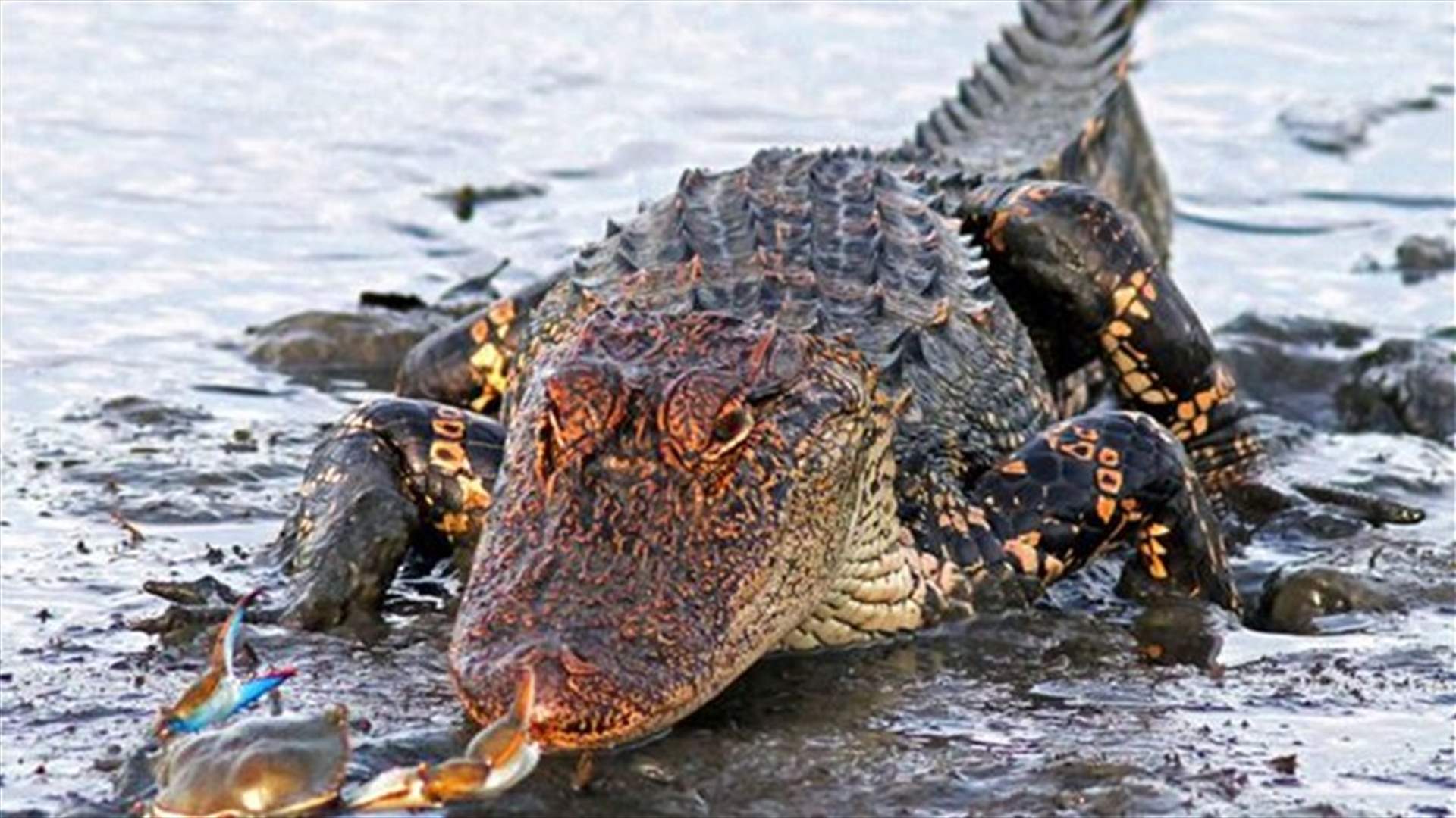 [Photos] Crab Fights Alligator, You Won't Believe Who Wins!