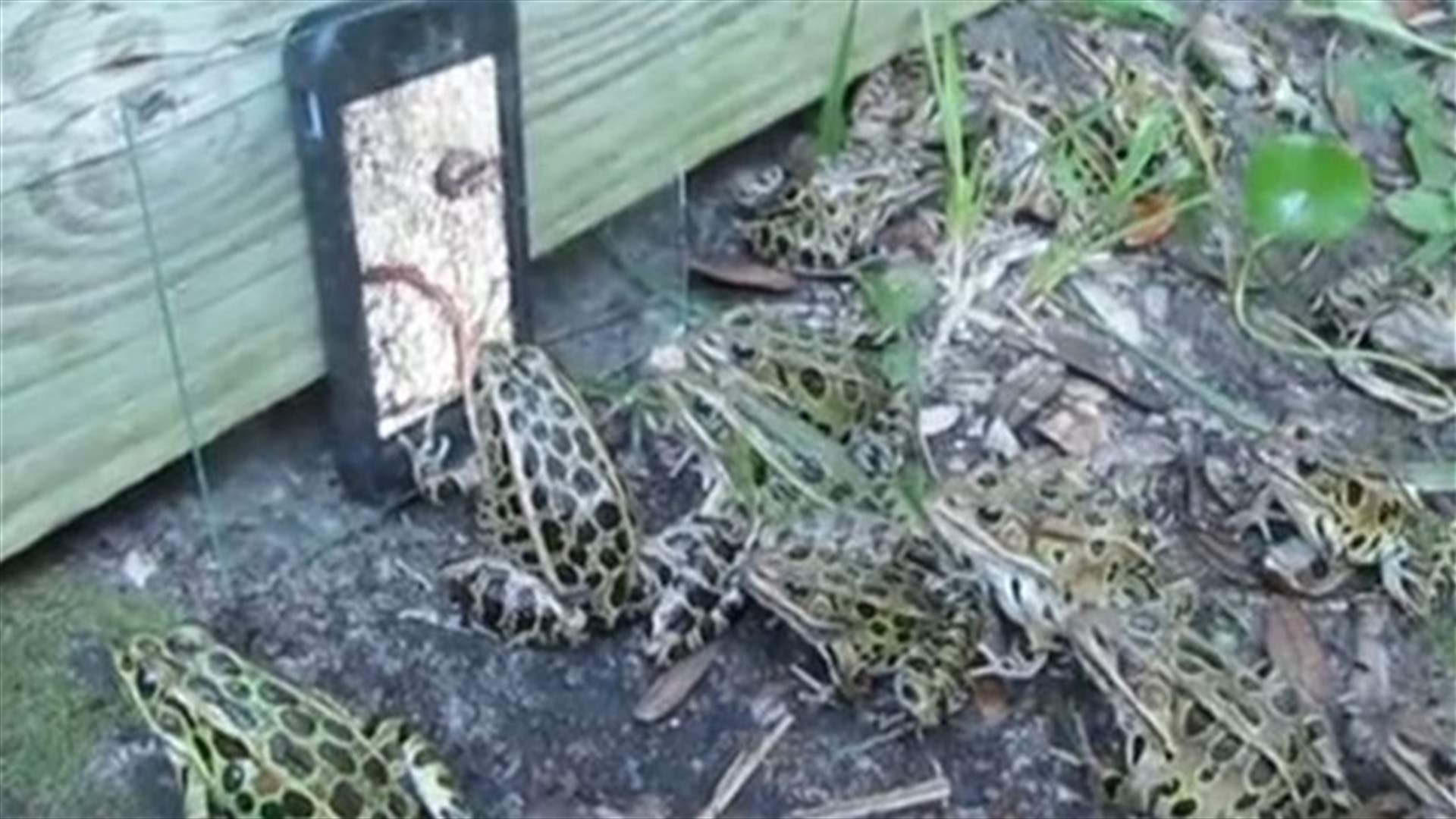 [VIDEO] Frogs Worse Than Humans When It Comes To Phone Addiction! 