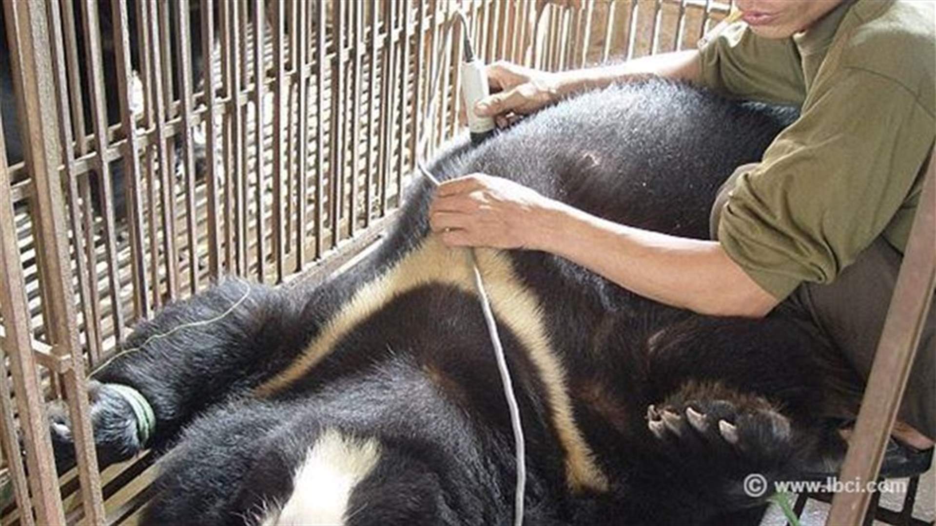 [VIDEO] Do Animals Commit Suicide? Here Are Some Cases 