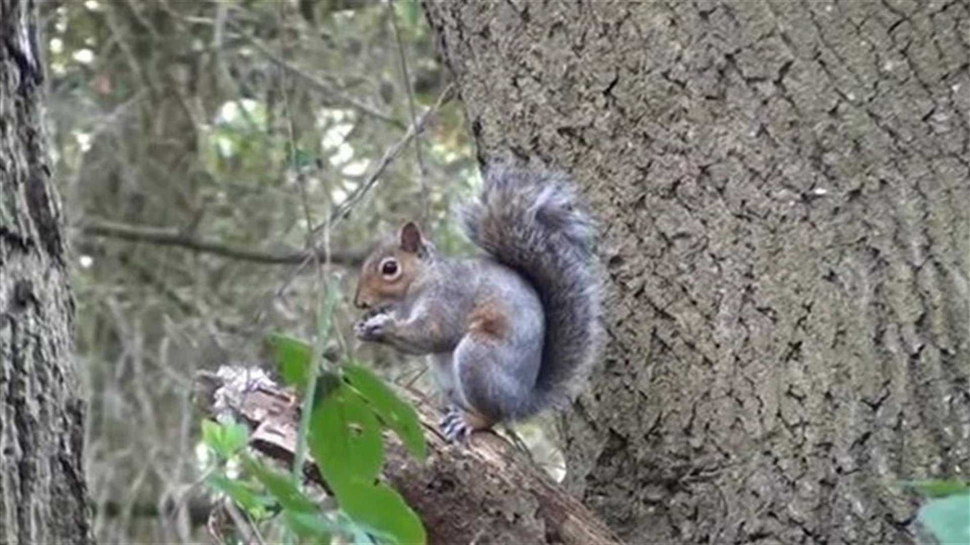 [VIDEO] Squirrels Help In Forest Regeneration Without Even Knowing!       