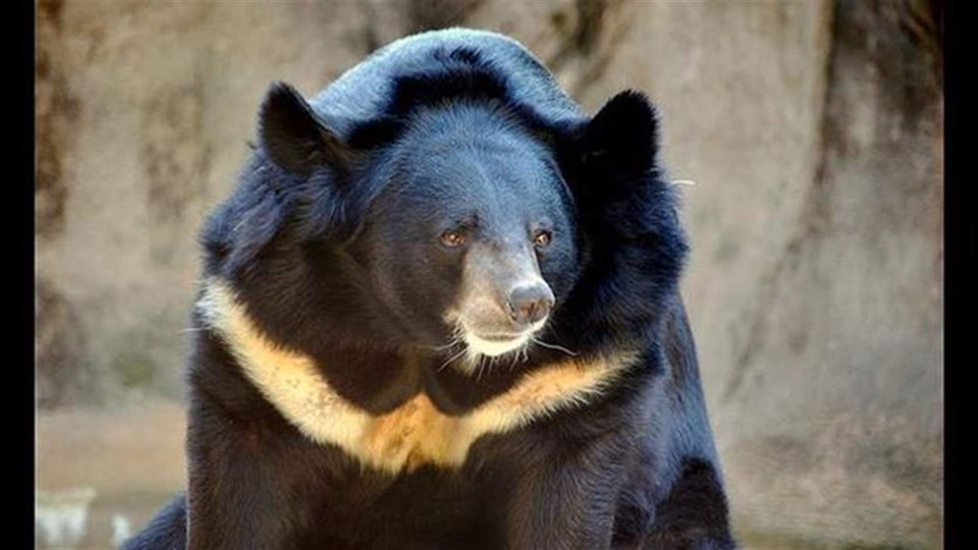 [VIDEO] Mother Bear Kills Cub & Then Self To Escape Life Of Torture