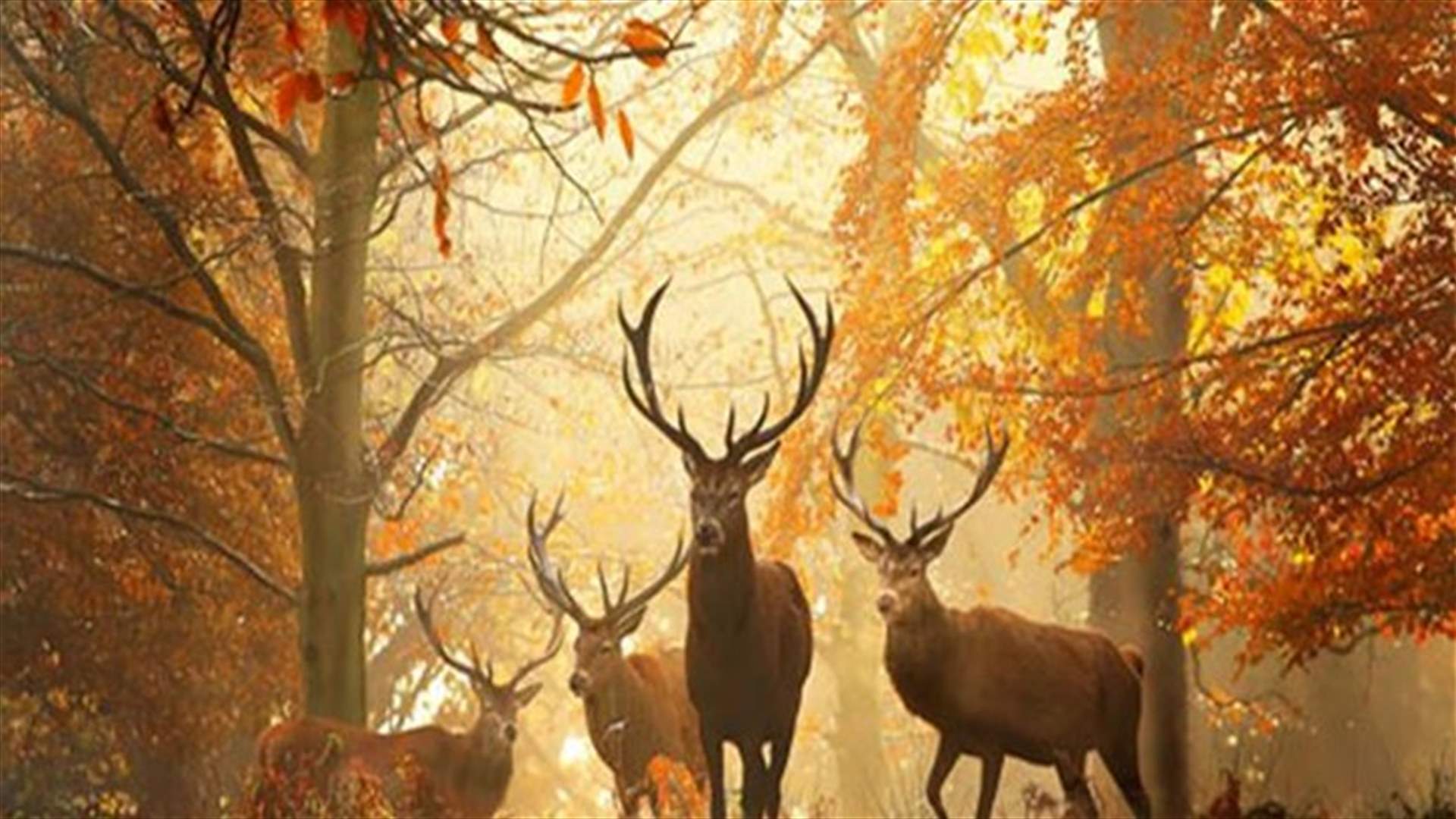 [PHOTOS] These Awesome Autumn Pictures Will Inspire You To Pick Up Your Camera!