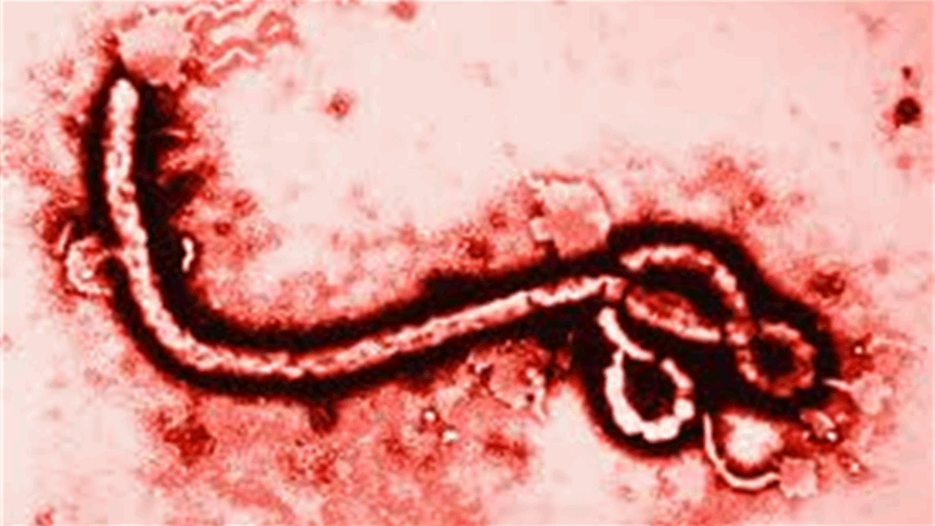 Ebola toll rises to 4,033 - WHO