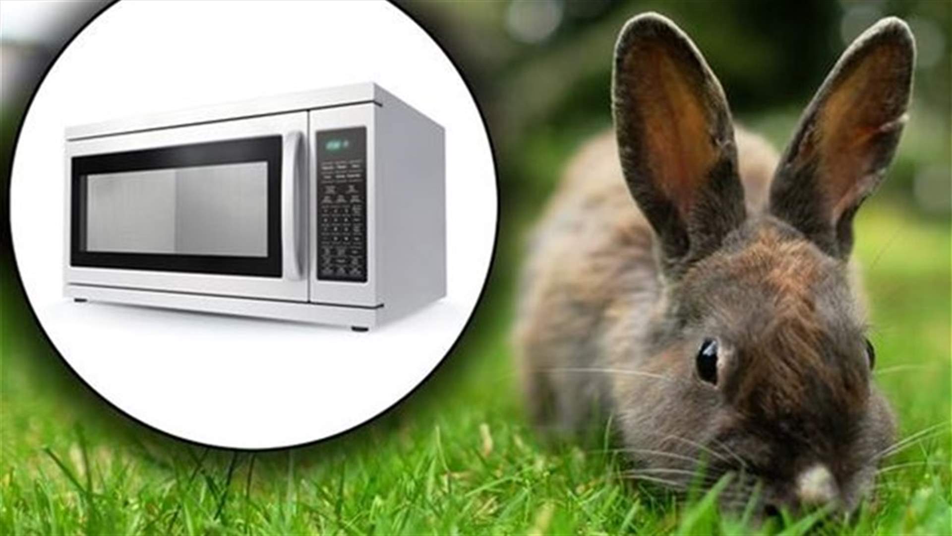 Horrific! Pet Rabbit Microwaved To Death!