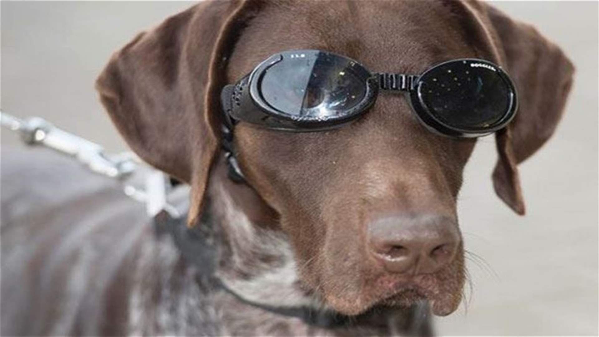 [PHOTOS] Brave Dog Saves Countless Lives In War Zone!