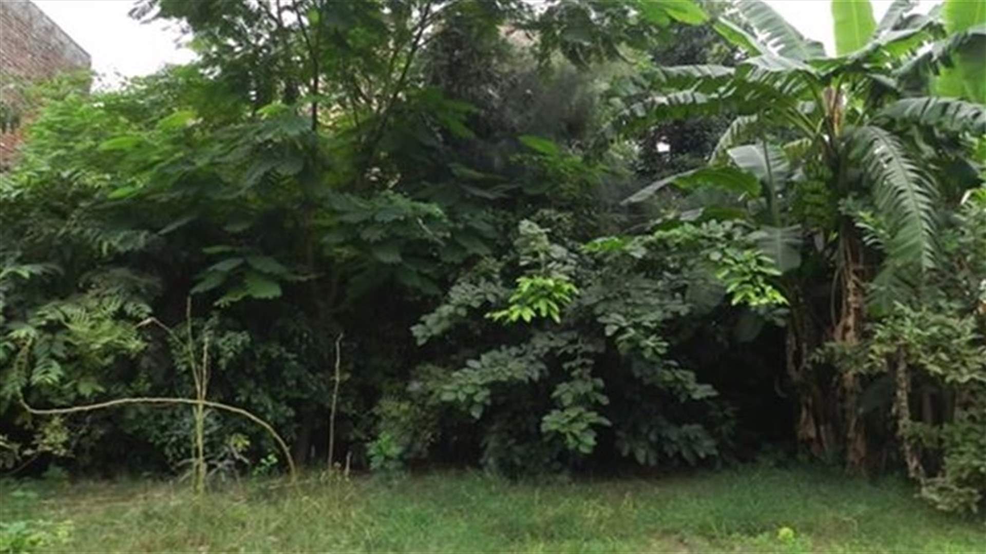[VIDEO] Industrial Engineer Quits His Job To Plant Forests