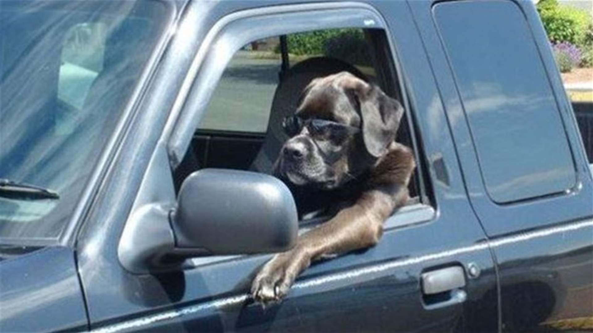 [VIDEO] Holy Motherland! Russian Dog Ends Road Rage Incident In No Time! 