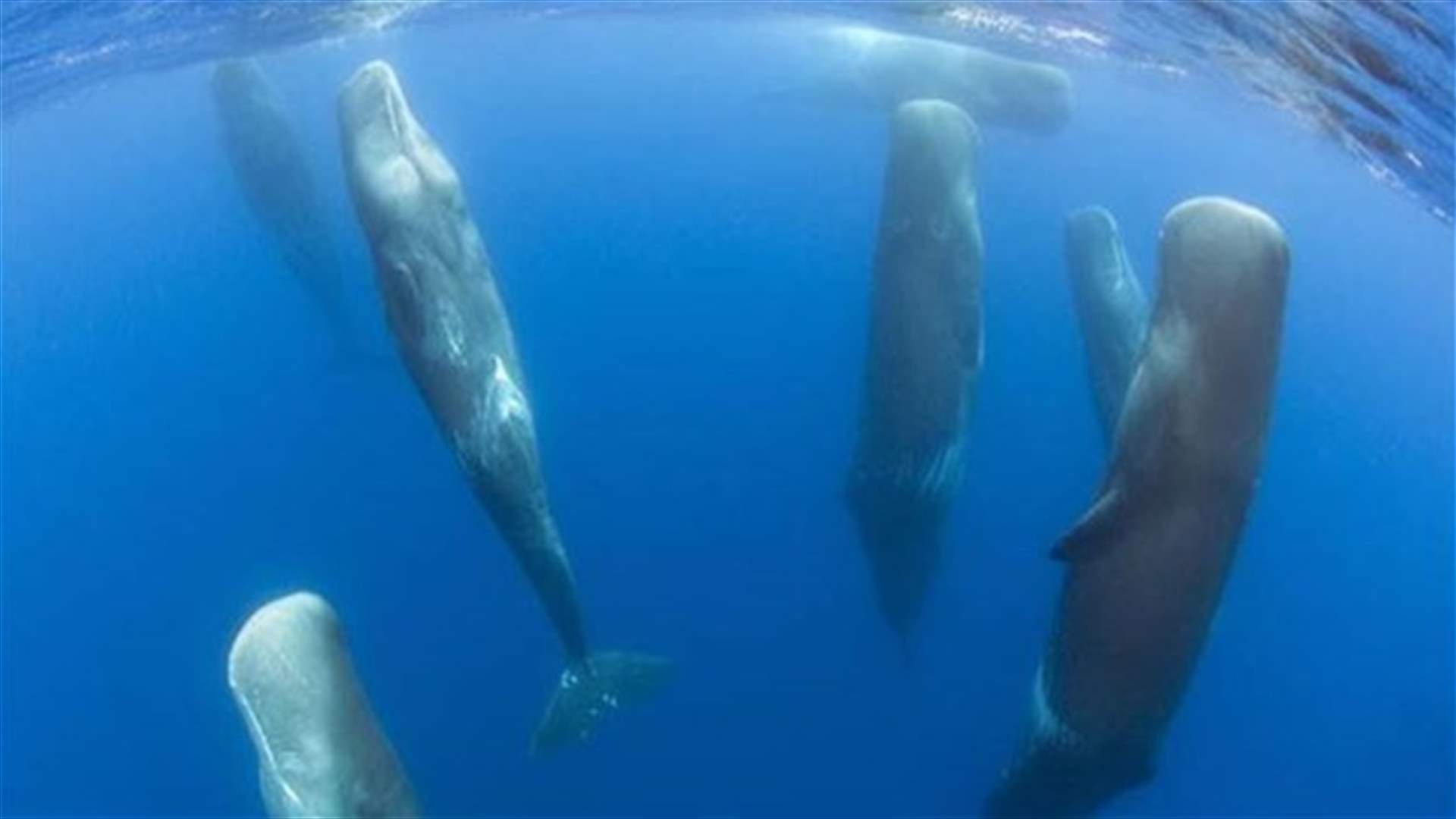 [VIDEO] This Is What A Sleeping Whale Looks Like!