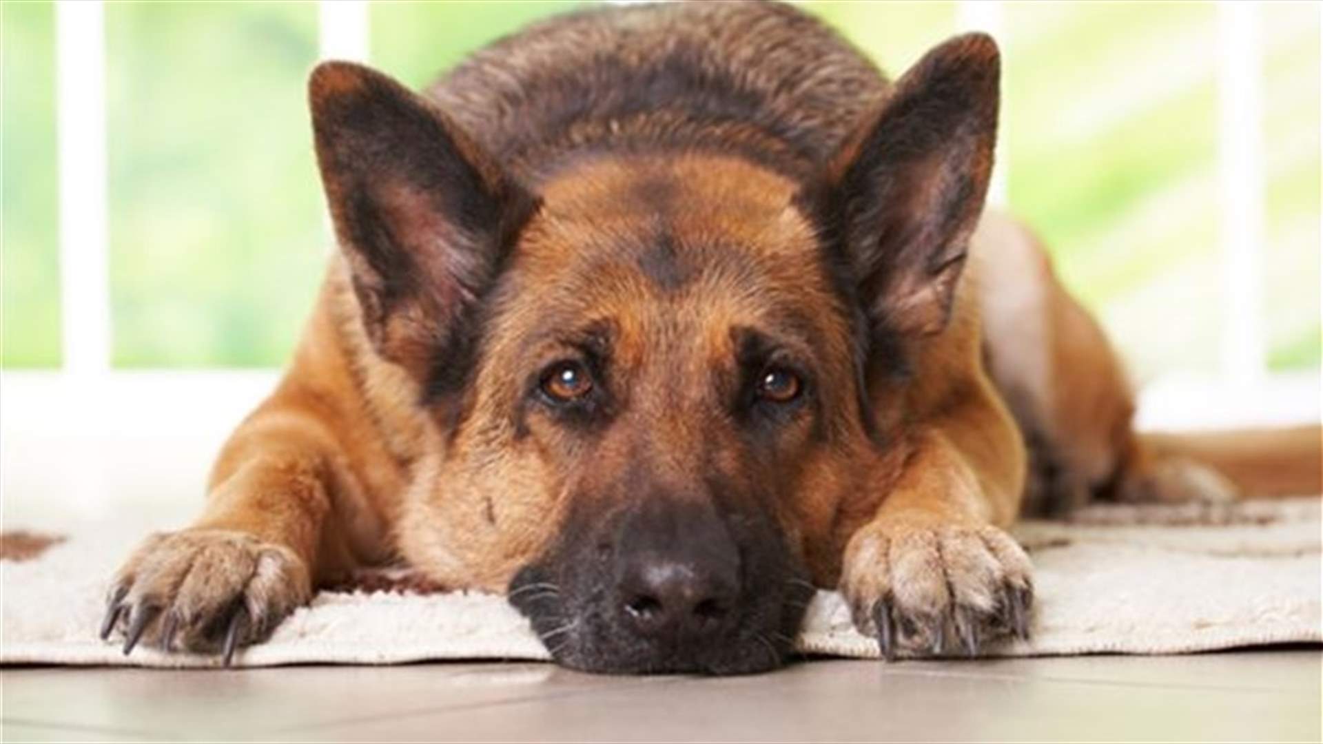 Finally! Denmark To Ban Sex With Animals