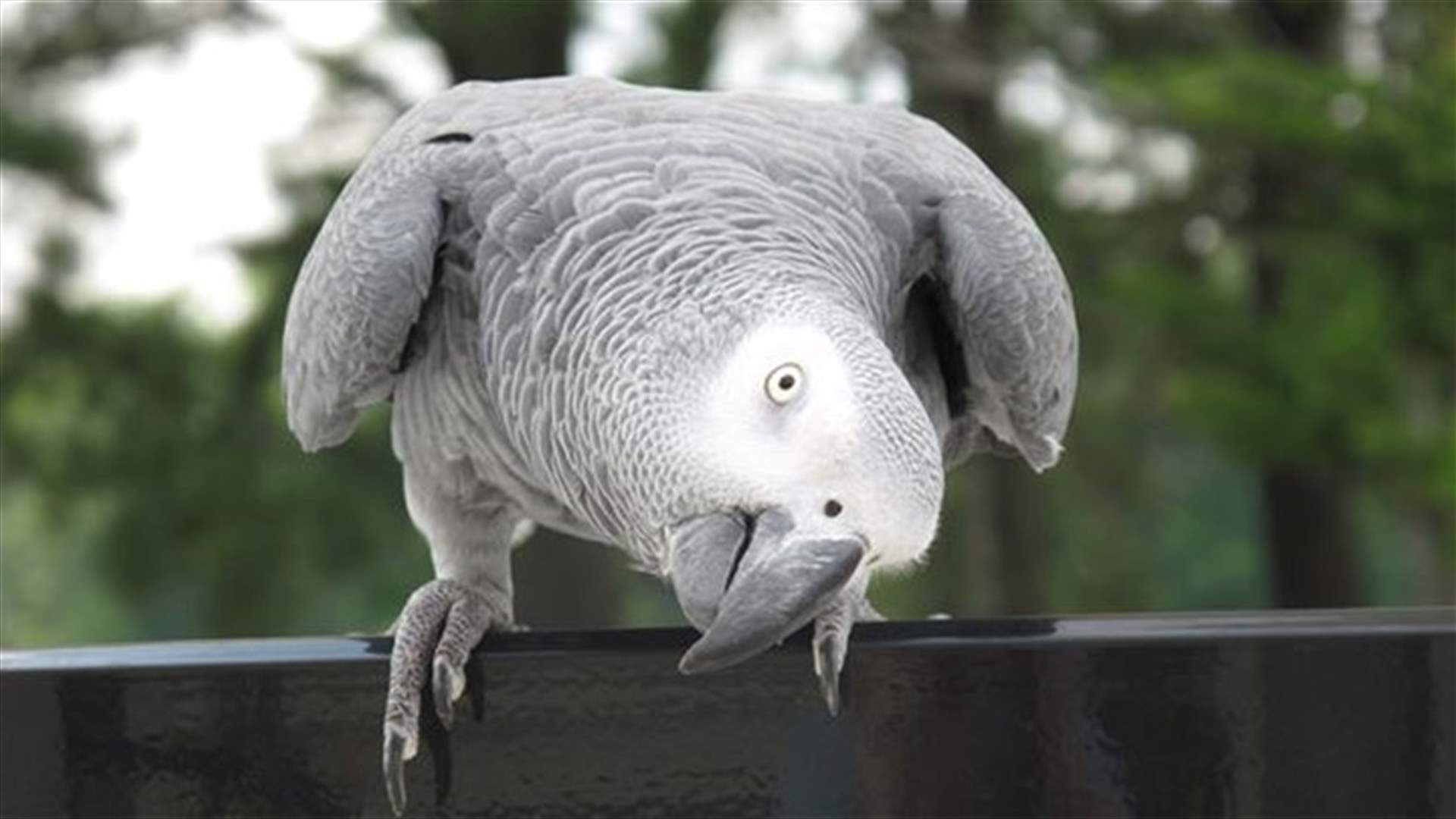 [VIDEO] Amazing Arabic Speaking Parrots "Compete" With Biligual English Bird! 
