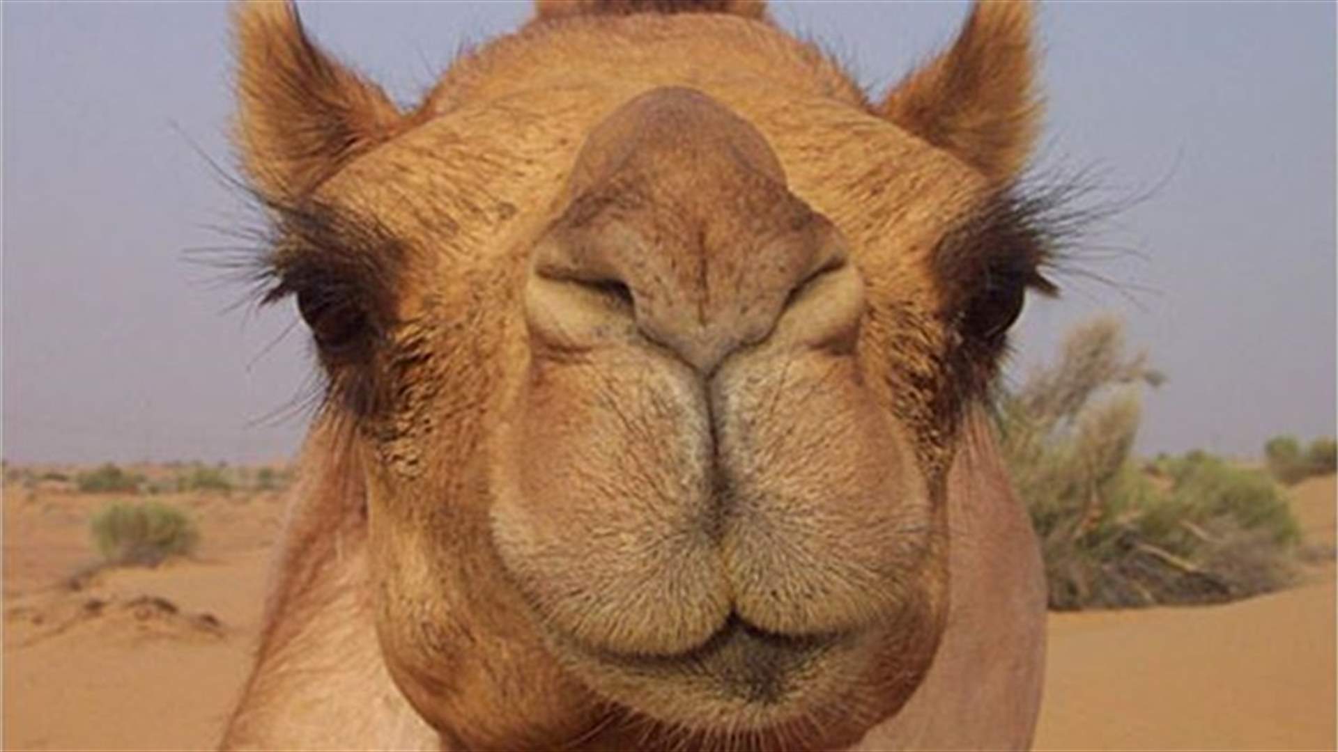 جمل يهرب من حظيرته ويقتل صاحبه