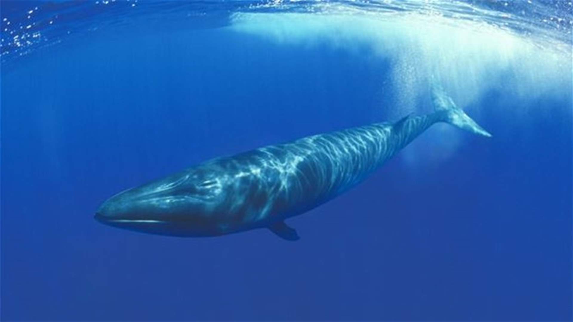 [VIDEO] Whales Engineer Ocean Systems With Their Poop! 
