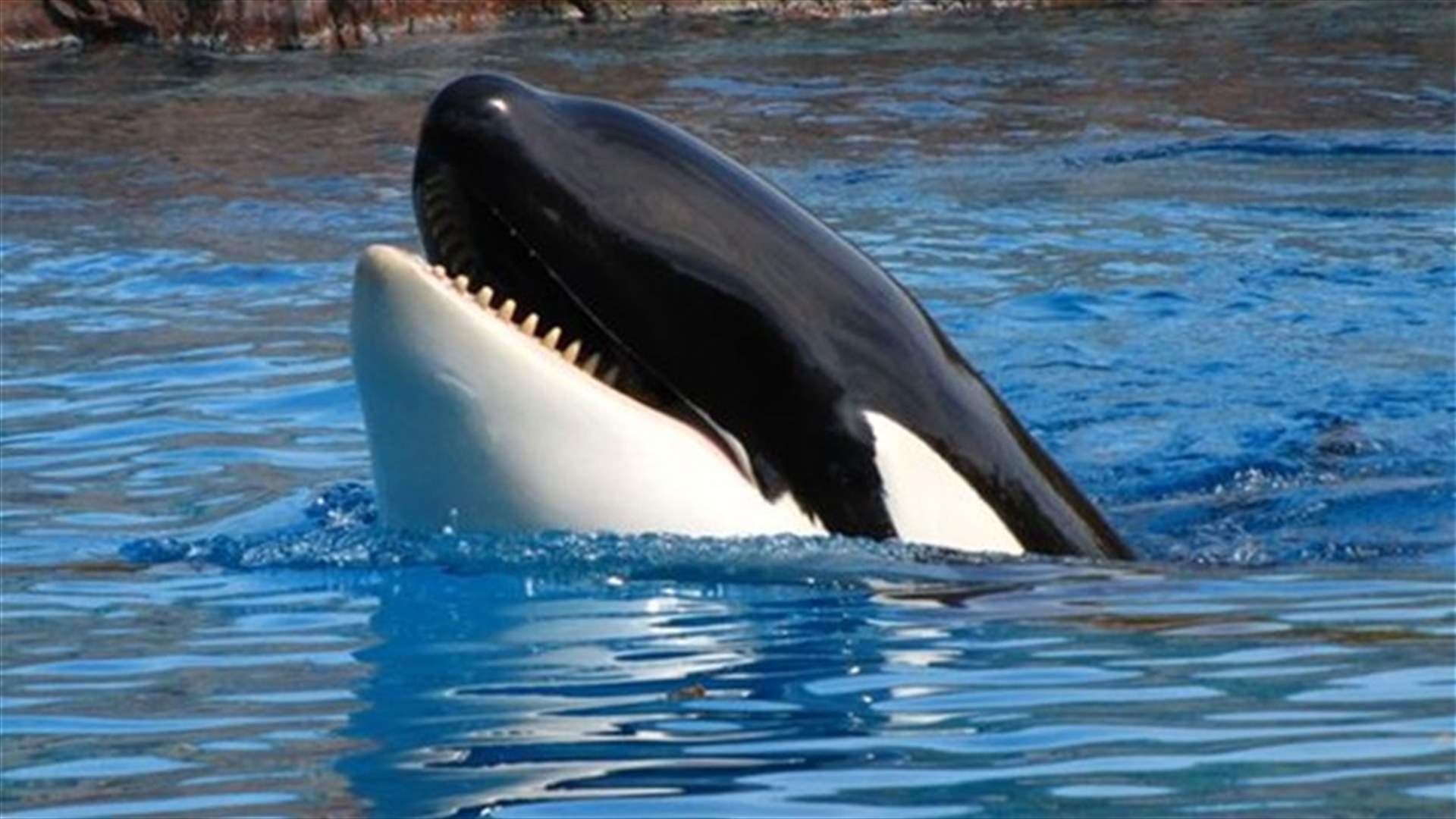 [VIDEO] Killer Whales Do Speak...And Have An Accent!