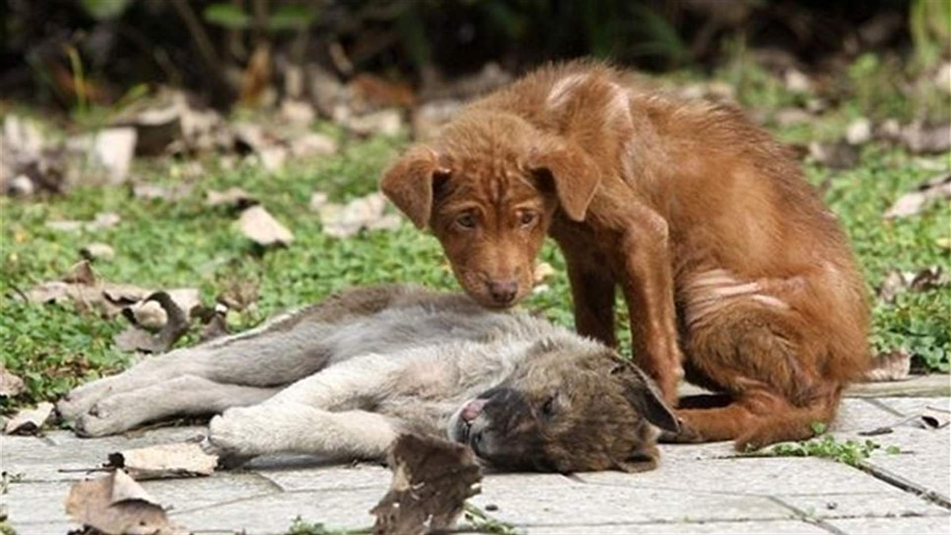 Animals, Like Humans, Cry When They Lose A Loved One!