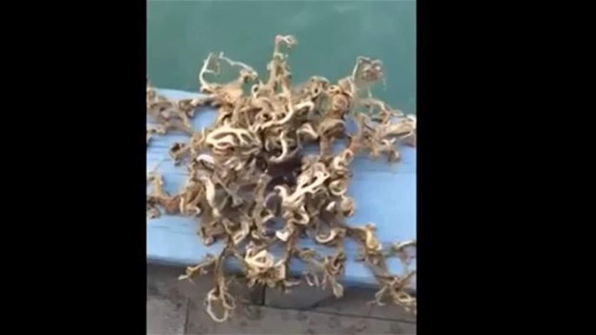 [VIDEO] Alien Sea Creature With Tentacle Like Arms Caught Off Singapore 