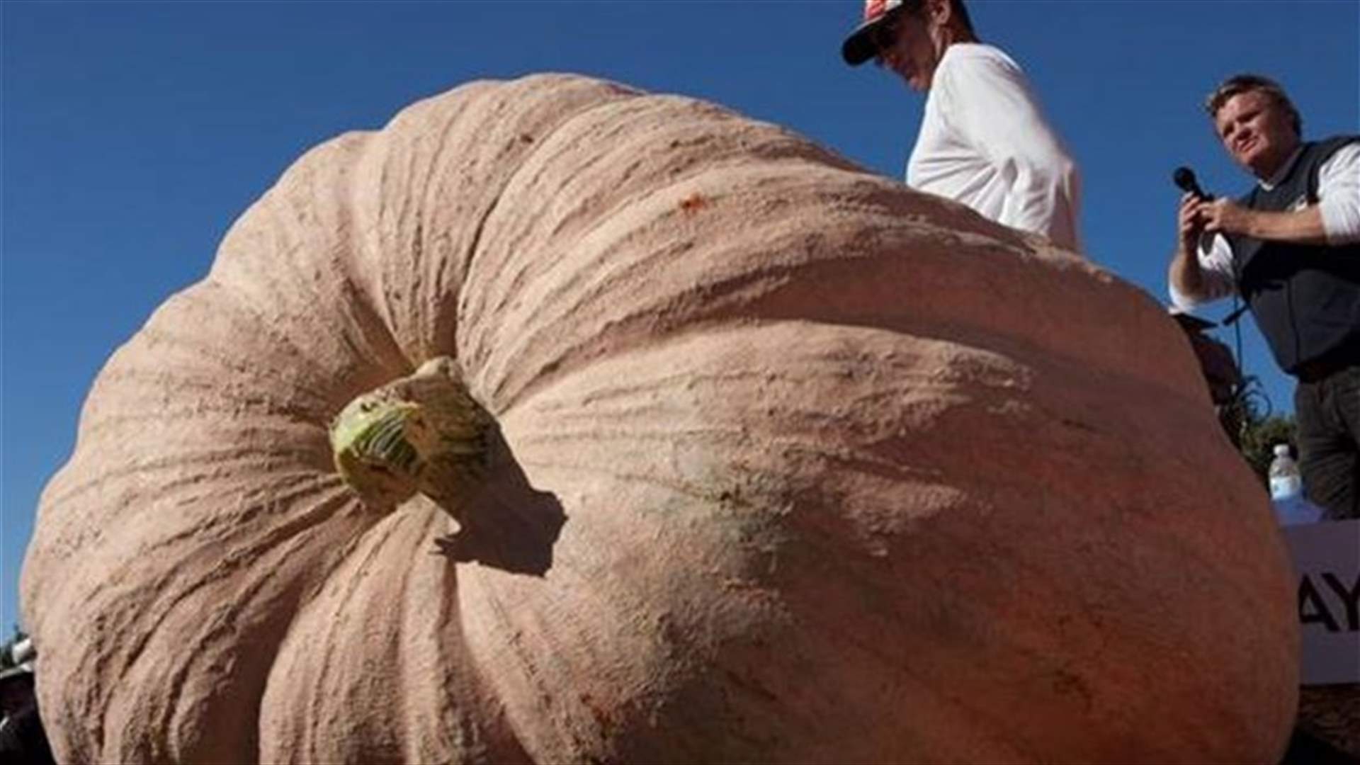 One-ton California pumpkin weighs in as heaviest ever in North America