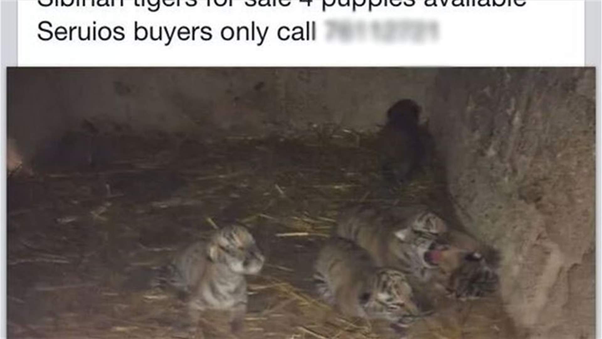 Outrageous! Siberian Tiger Cubs For Sale In Lebanon