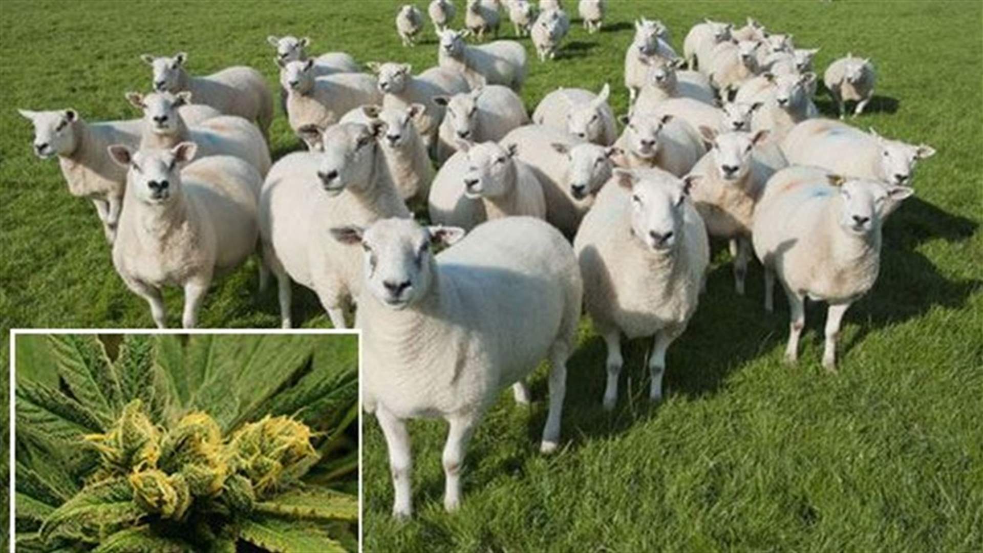 قطيع من الاغنام يلتهم 7 أكياس من المخدرات