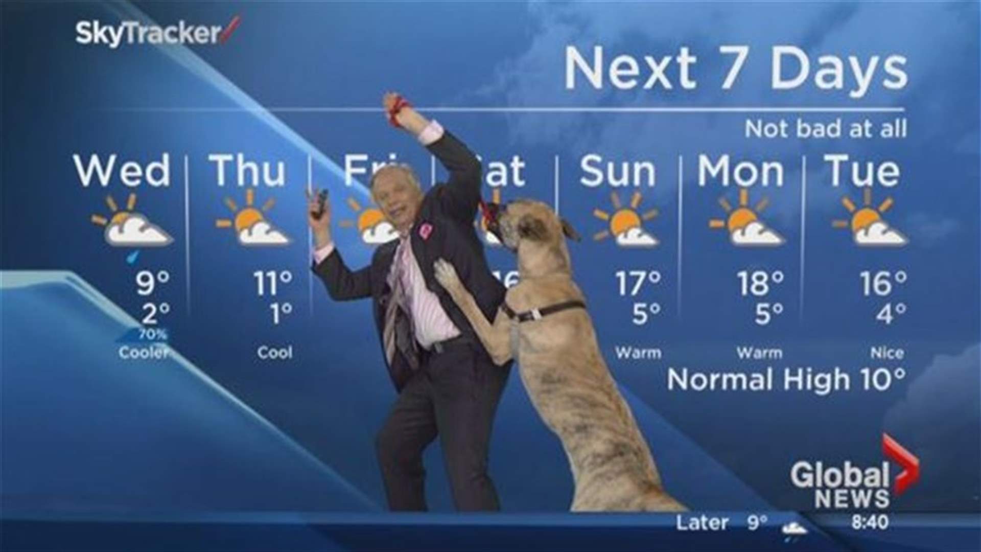 [VIDEO] The Dog That Made A Local Newsman A Global Star!