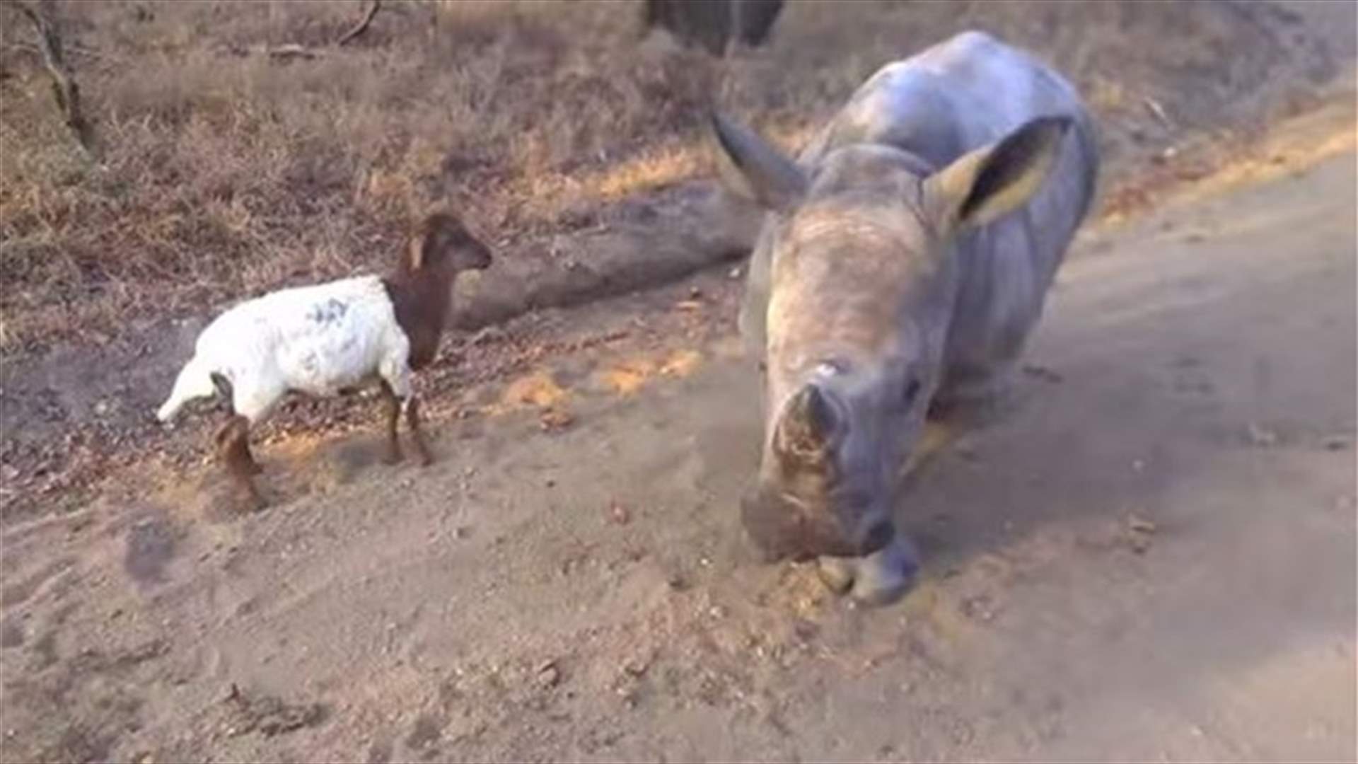 [VIDEO] Orphaned Baby Rhino Seen Prancing Like A Fuzzy Lamb!