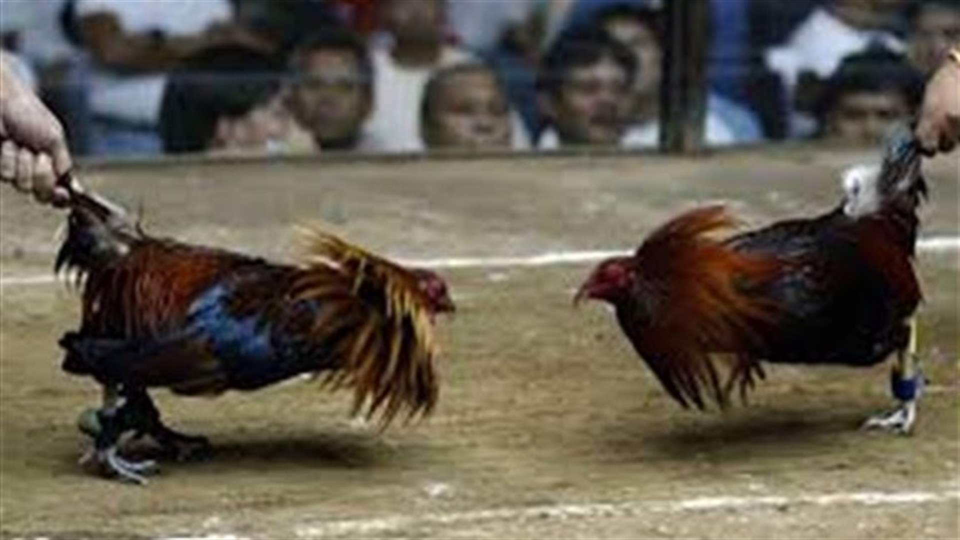 Romanian princess, husband sentenced for Oregon cockfighting ring