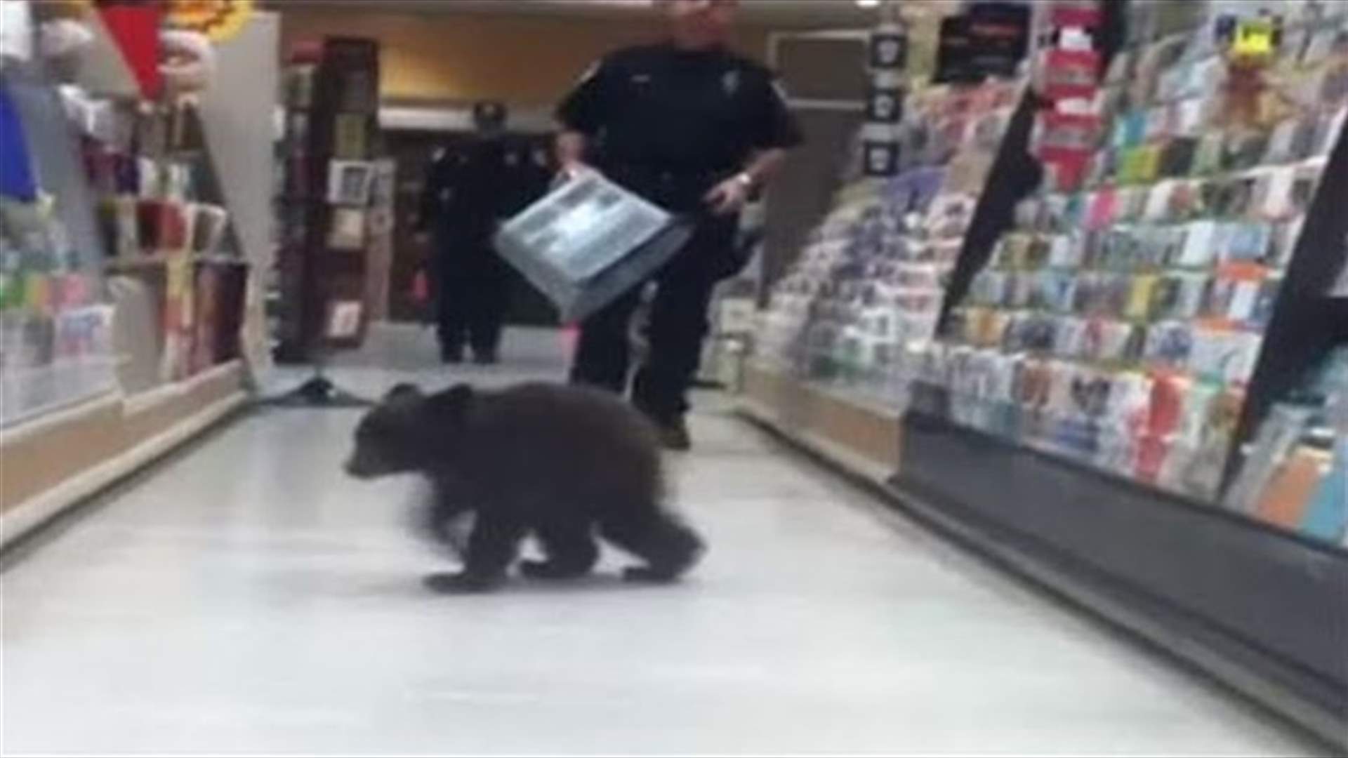 [VIDEO] Bear Cub Decides To Go Grocery Shopping!