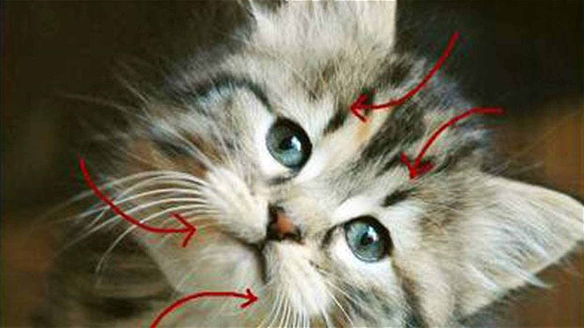 ما هو دور شاربي القطط؟