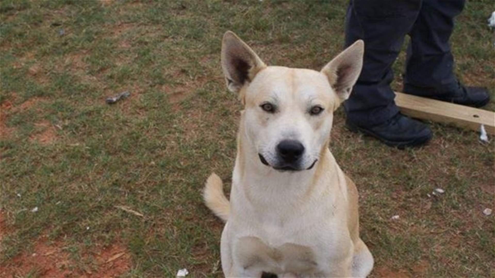 Man's Own Dog Helps Police Bust Him On Drug Charge!