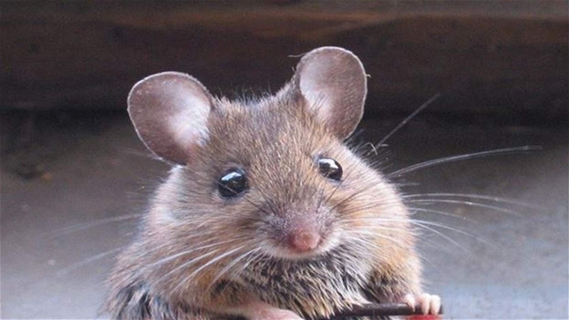 Mouse Hunt Delays Norwegian Flight To New York