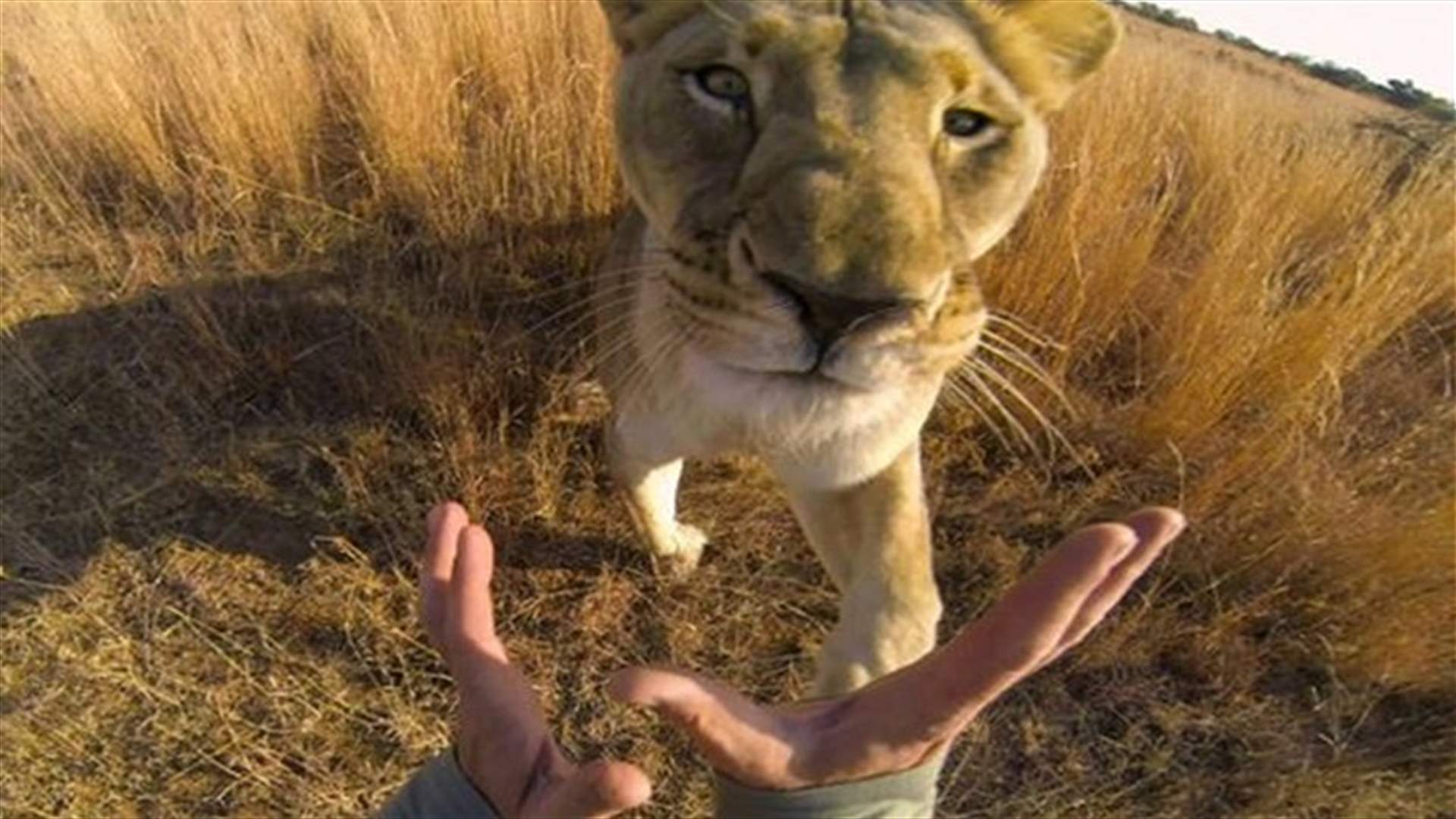 كاميرا توثّق يوميات لبؤة... وإليكم النتيجة