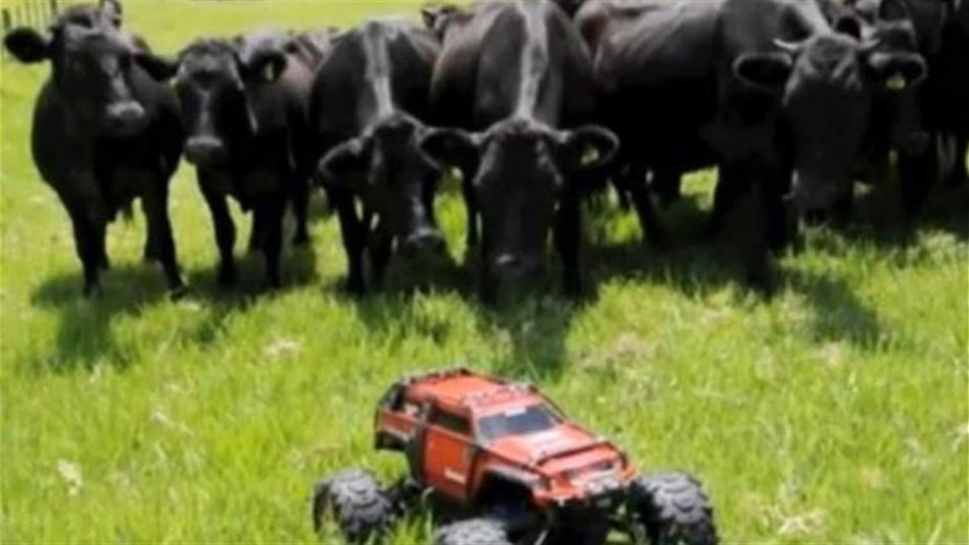 [VIDEO] Hilarious! Cows Chase After Remote Control Truck 
