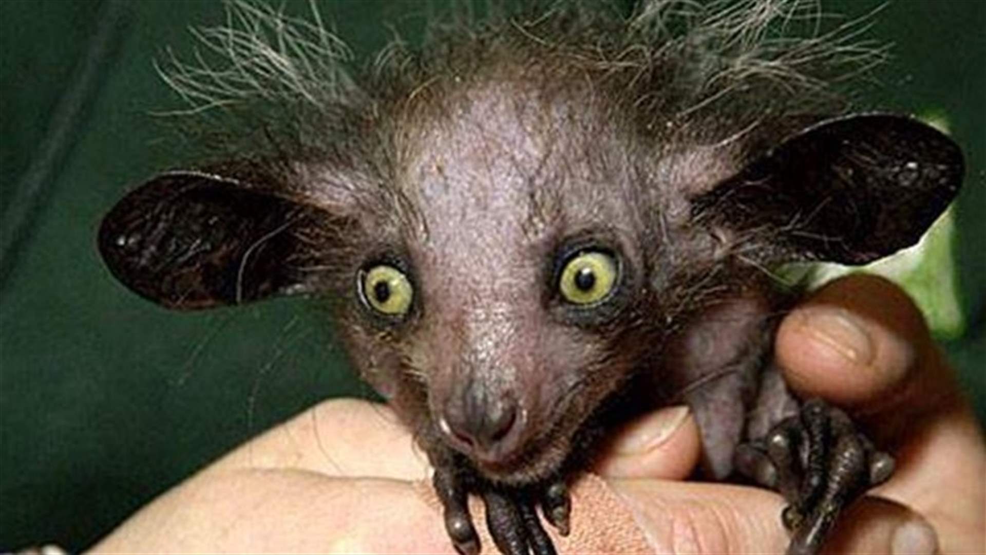 These Are The World Scariest Looking Animals