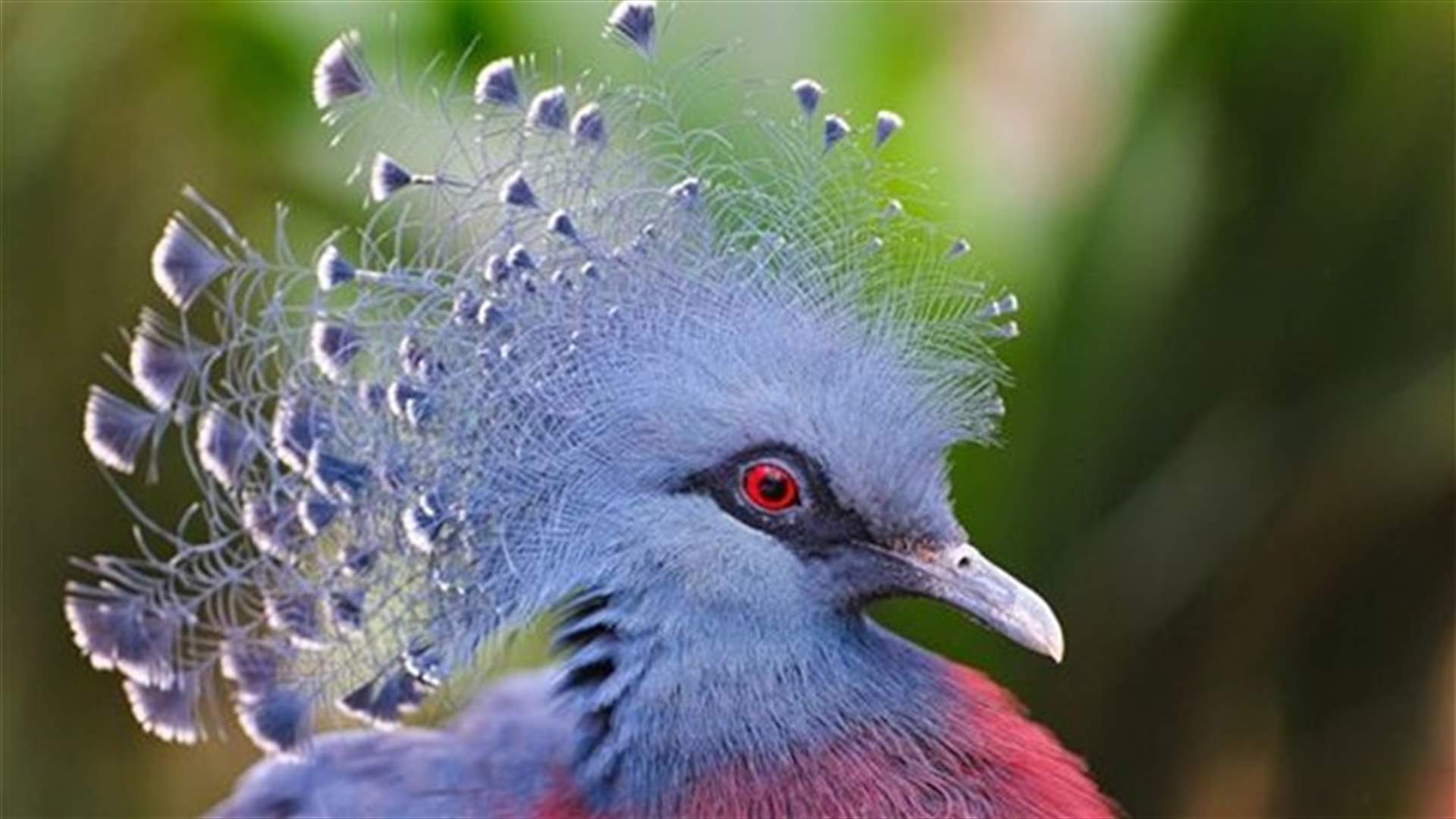 15 Birds With Amazingly Stylish Hairdos!