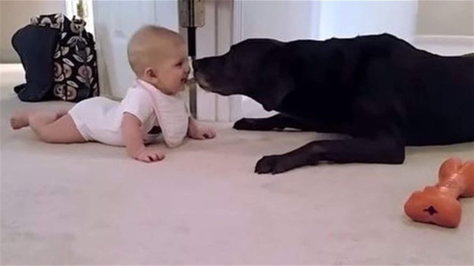 [VIDEO] Baby Gets Big Kiss From Dog On Her First Crawl!