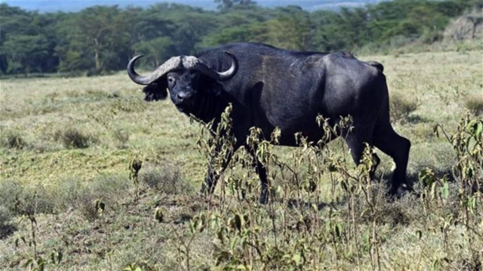 Indian plane hits stray buffalo during take-off